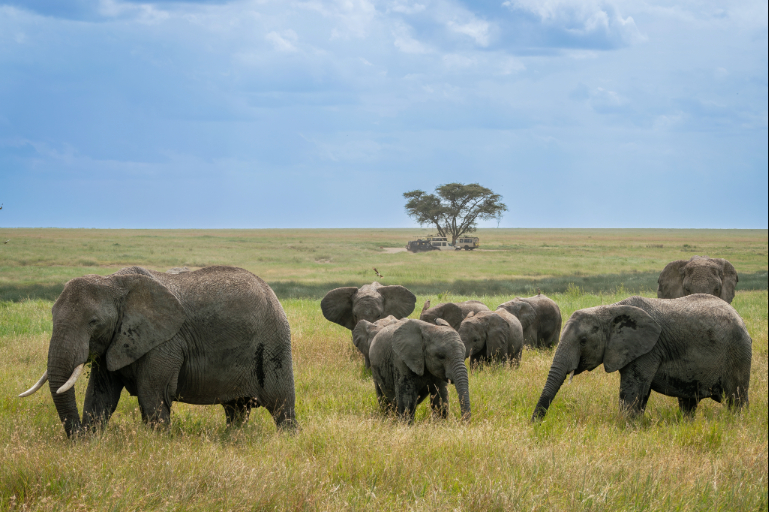 Tanzania Safari Price