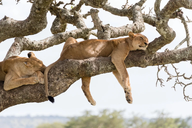 Tanzania Safari Cost