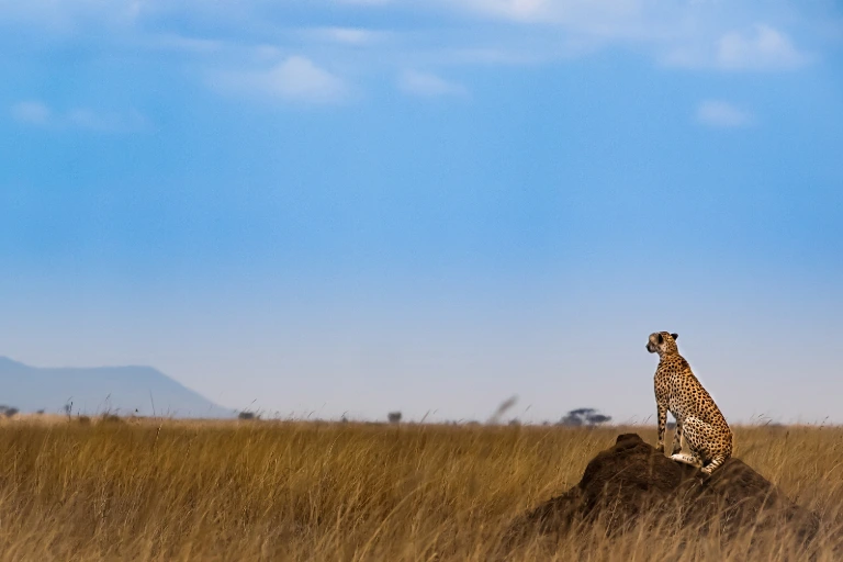 Tanzania Safari Cost