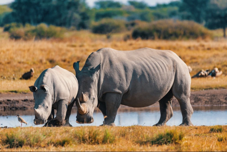 Tanzania Safari Price