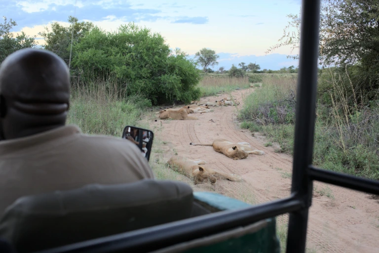 Tanzania Safari Guide