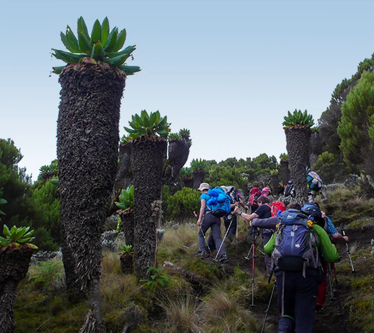 Kilimanjaro Climb Cost