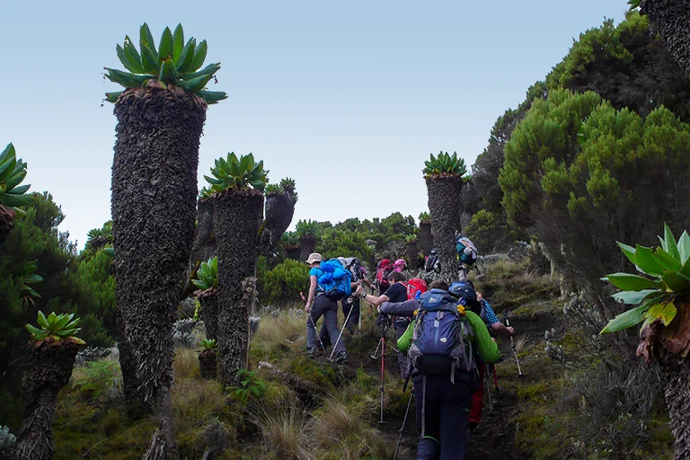 Kilimanjaro Climb Cost