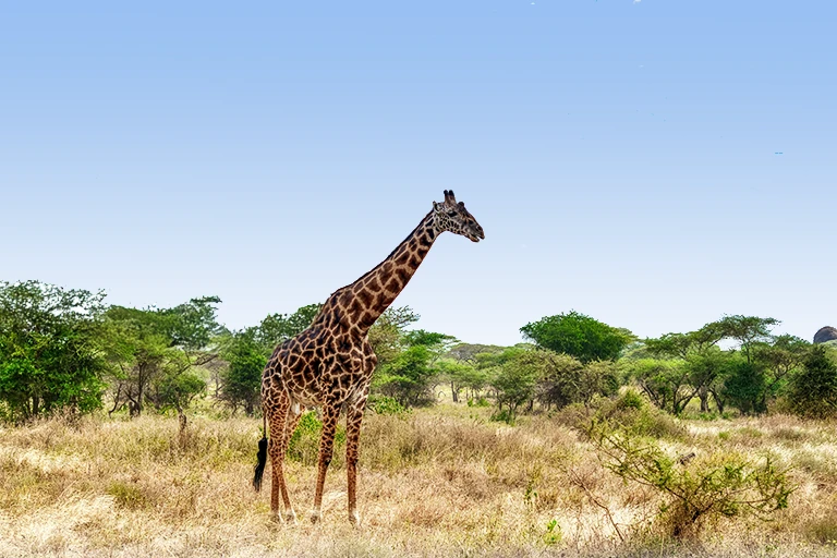 Things To Do In Arusha