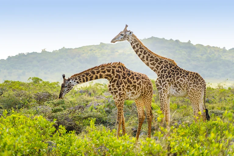 Things To Do In Arusha