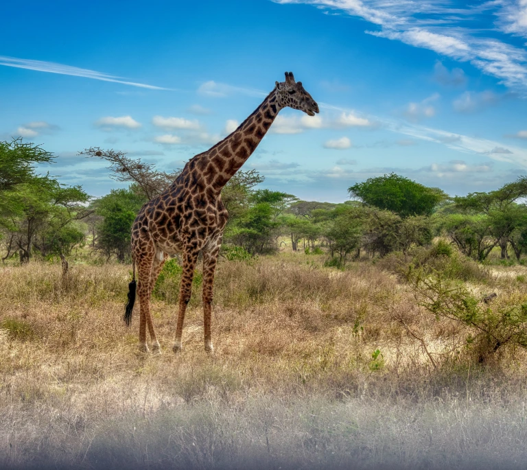 Things To Do In Arusha