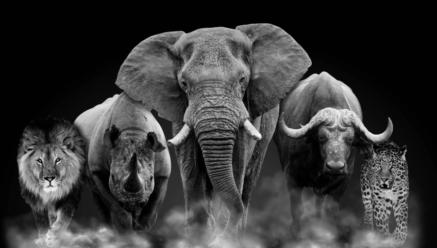 Tanzania Big Five Safari