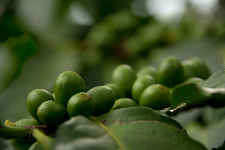 Things To Do In Moshi