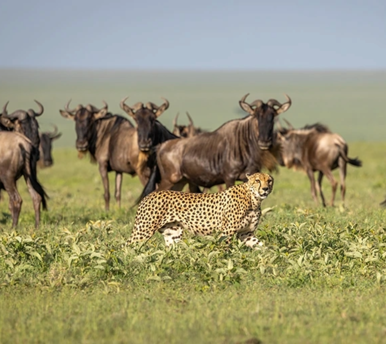 African Safari Tanzania
