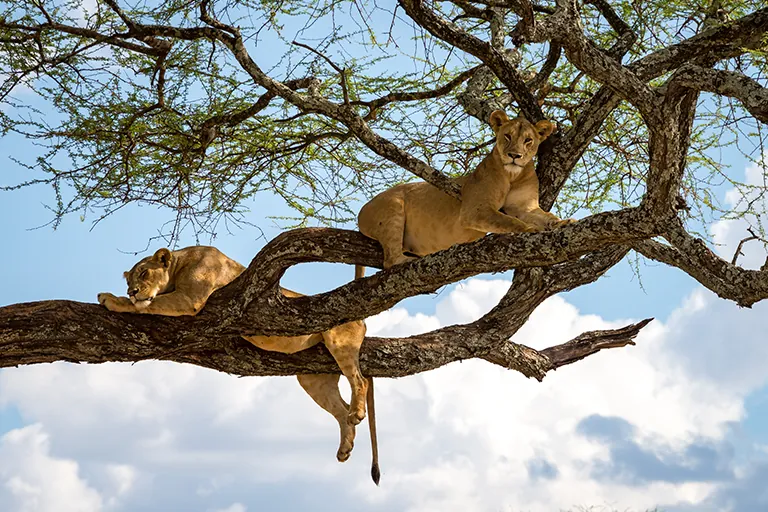 Lake Manyara Tree Climbing Lion