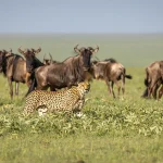 African Safari Tanzania