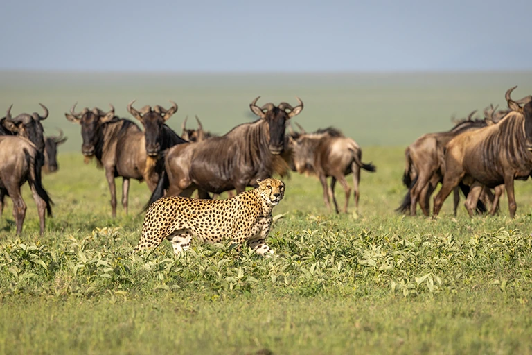 African Safari Tanzania