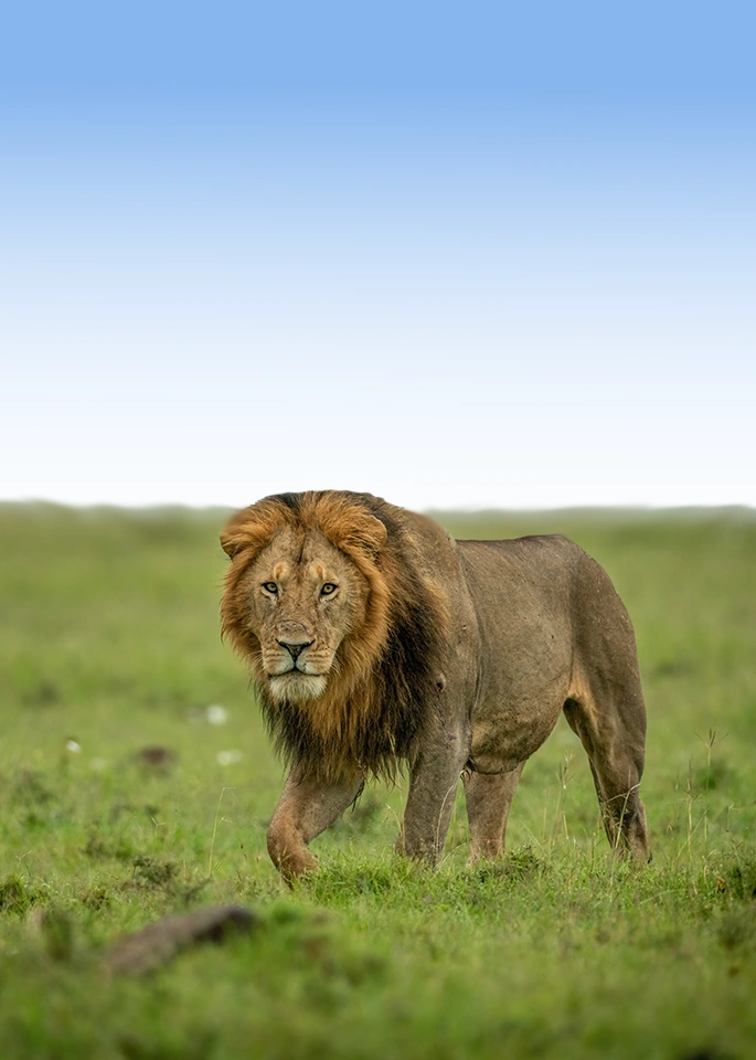 African Safari Wildlife