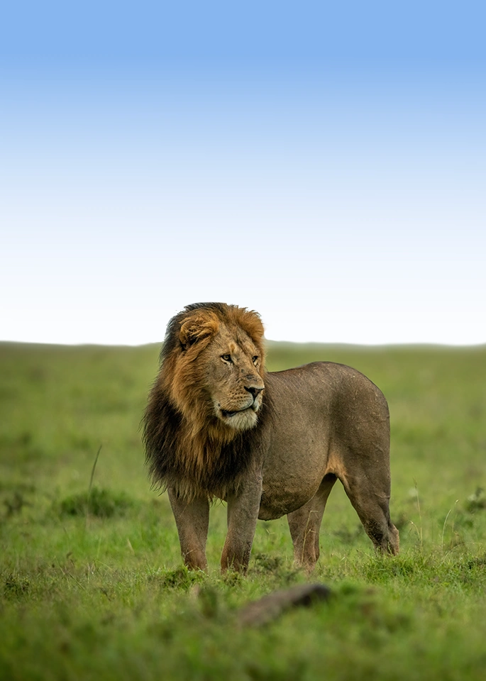 African Safari Wildlife