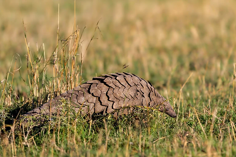 Pangolin