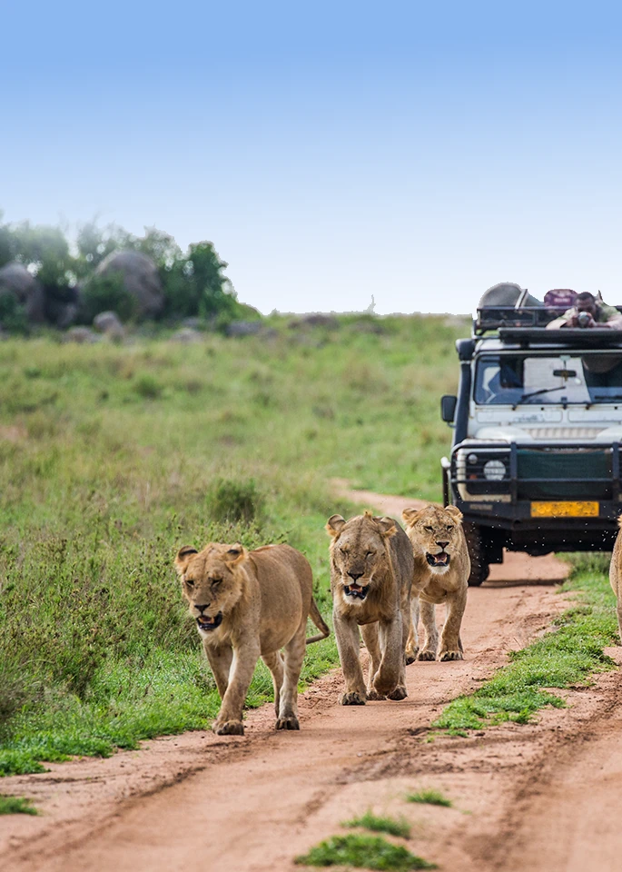 Luxury Safari Tanzania