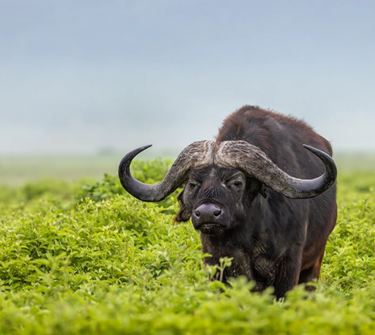 Tanzania Safari Big Five