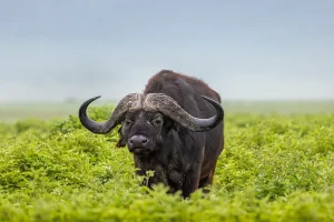 Tanzania Big Five Safari