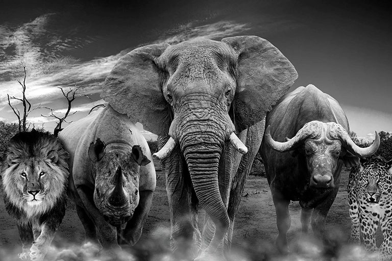 Tanzania Big Five Safari