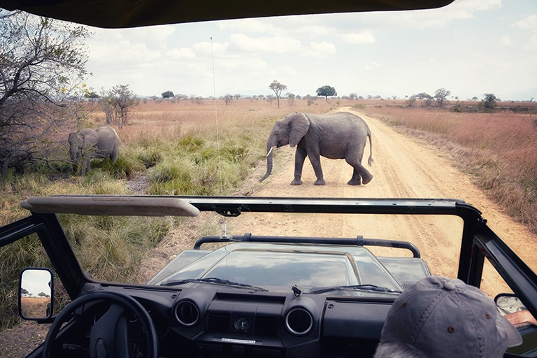 Big Five Safari Sightings