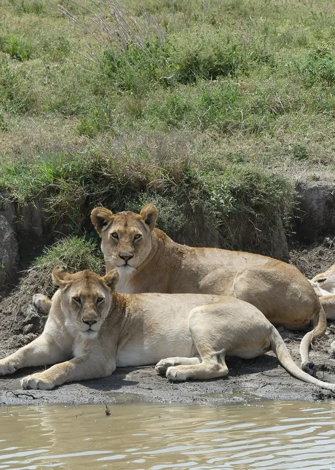 Tanzania Big Five Safari