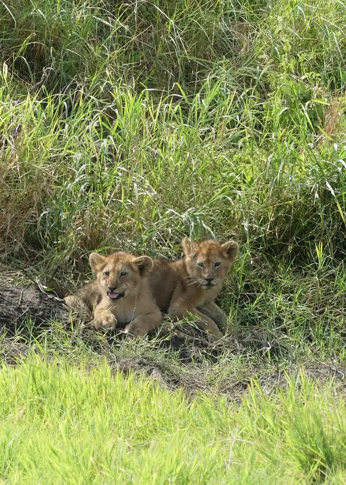 Tanzania Big Five Safari