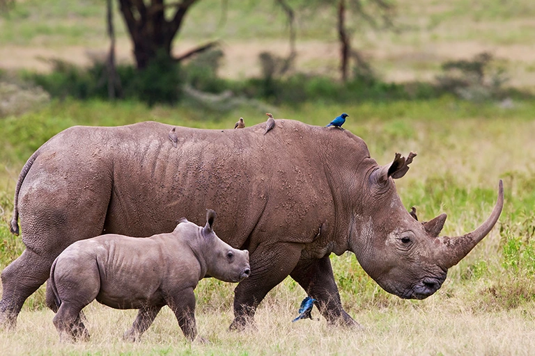 Responsible Tanzania Safari