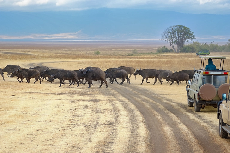 Professional Planning For Safari