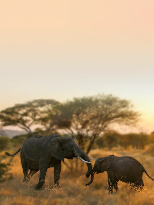Southern Tanzania Safari Packages