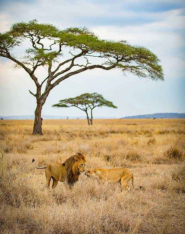 Best Time To Visit Tanzania 