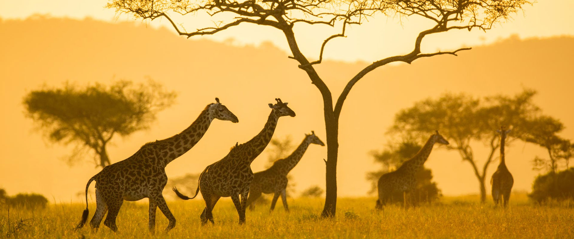 Tanzania Classic Safari