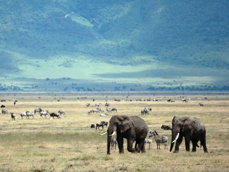 6 Days Tanzania Safari Packages
