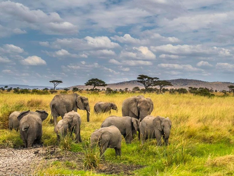 Tanzania Classic Safari