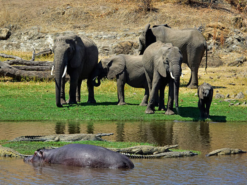 10 Days Southern Tanzania Safari || African Scenic Safaris