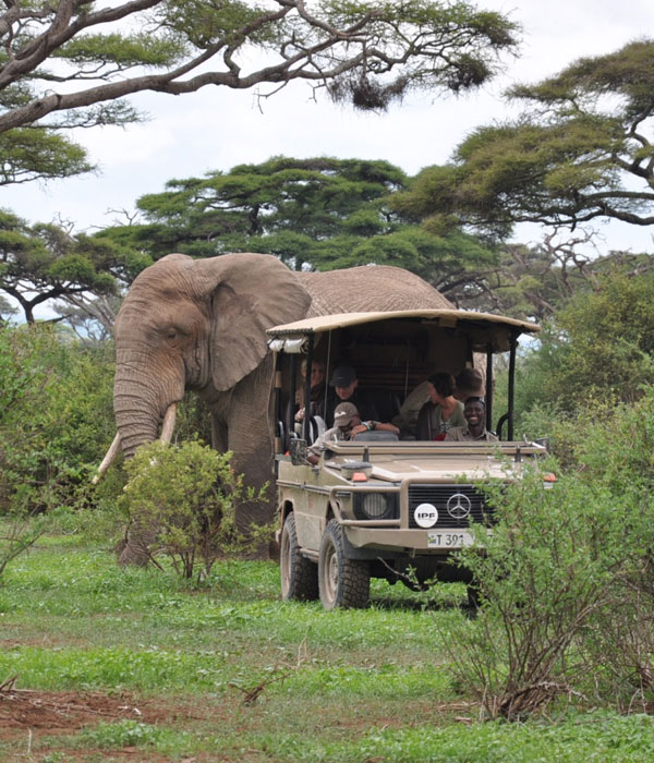 Tanzania Short & Sweet Safari