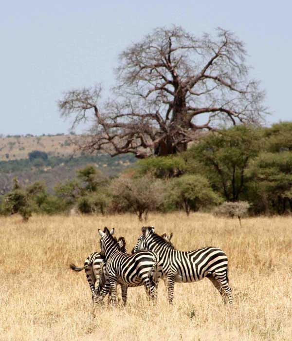 Tanzania Closer To Nature