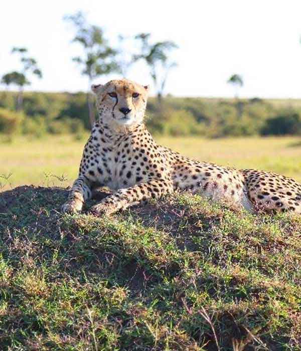 Big Five Safaris In Tanzania