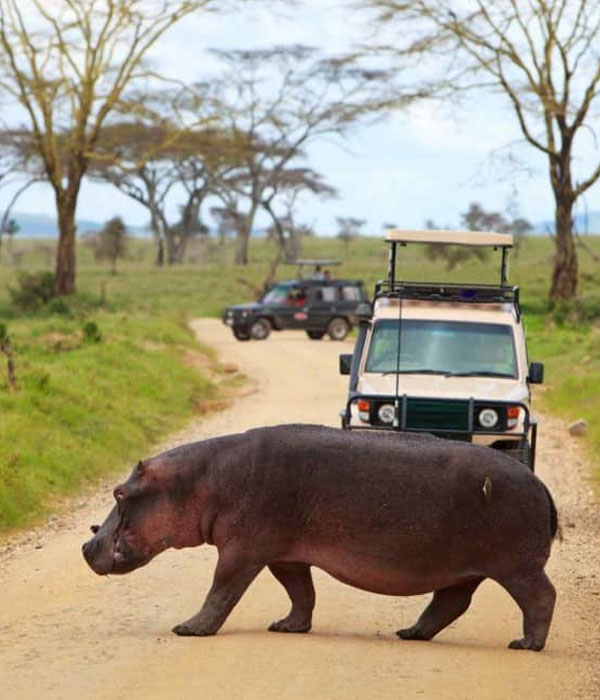 Ultimate Southern Tanzania Safari