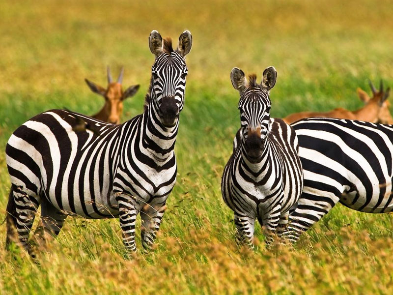 Ultimate Southern Tanzania Safari