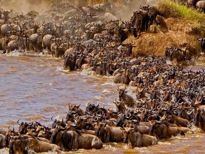  Serengeti Wildebeest Migration