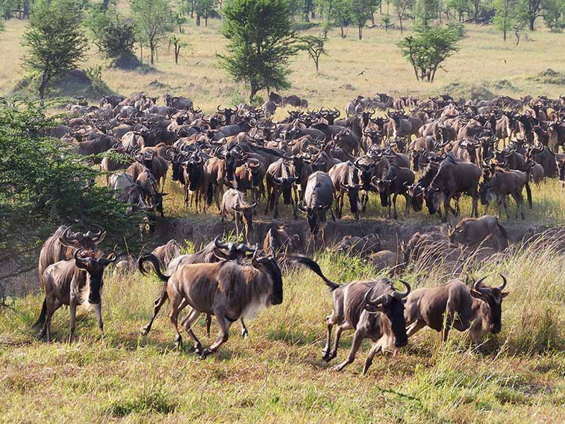  Serengeti Wildebeest Migration